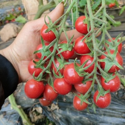 圣女果西紅柿
